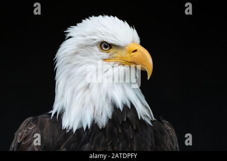 Weißkopf-Seeadler-Portrait Stockfoto