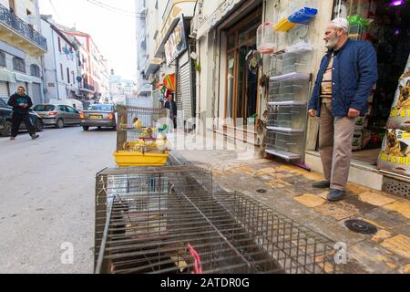 Käfigtiere, darunter ein Vogel und ein Kätzchen, die auf der Straße vor einem Tierladen in Constantine, einer alten Stadt im Norden von Algerien, ausgestellt sind. Stockfoto