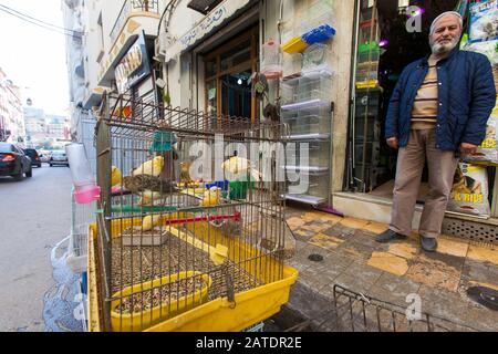 Käfigtiere, darunter ein Vogel und ein Kätzchen, die auf der Straße vor einem Tierladen in Constantine, einer alten Stadt im Norden von Algerien, ausgestellt sind. Stockfoto