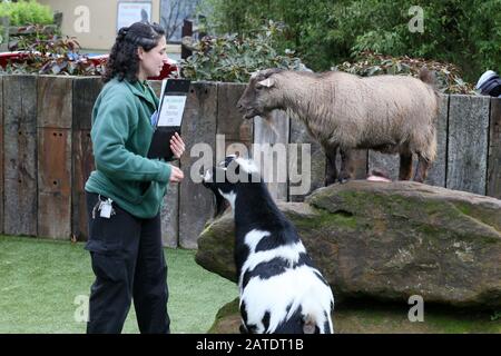 Jährliche Bestandsaufnahme im ZSL London Zoo 2020 Mit: Pygmy Goats Where: London, Großbritannien When: 02 Jan 2020 Credit: Mario Mitsis/WENN.com Stockfoto
