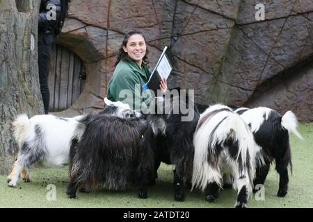 Jährliche Bestandsaufnahme im ZSL London Zoo 2020 Mit: Pygmy Goats Where: London, Großbritannien When: 02 Jan 2020 Credit: Mario Mitsis/WENN.com Stockfoto