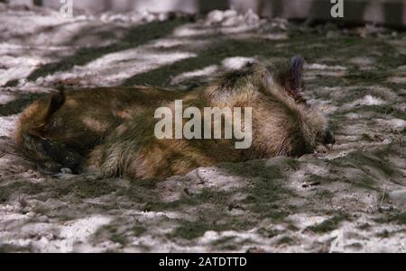 Wildschweine im Nationalpark Bialowieza in Polen Stockfoto