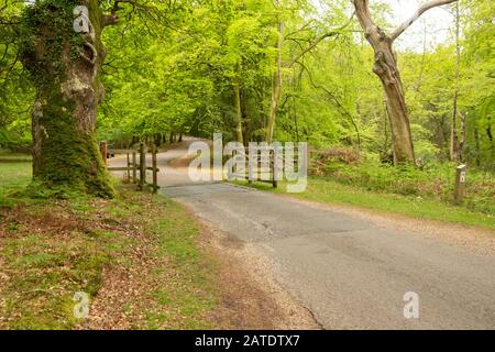 Viehgitter auf einer Landspur, die sich durch den alten New Forest, Hampshire, England schlängelt Stockfoto