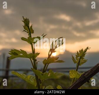 Nahaufnahme von sich entwickelnden Blütenständen auf der Weinrebe (Vitis vinifera) im Frühjahr. Junge Knospen der Weinrebe. Trentino-Südtirol, Norditalien. Stockfoto