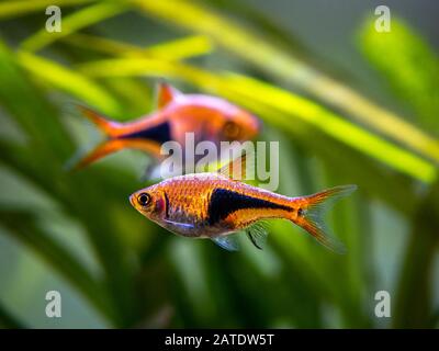 Harlequin Rasbora (Trigonostigma heteromorpha) auf einem Fischtank Stockfoto