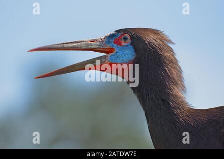 Portrait des weißbelogen gezaunten Stork (Ciconia abdimii), gesehen von Profil, offener Schnabel Stockfoto