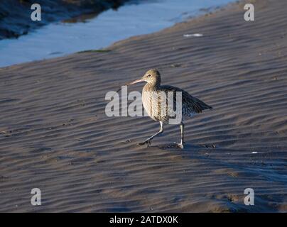 Curlew, Numenius arquata, am Strand, Morecambe Bay Stockfoto