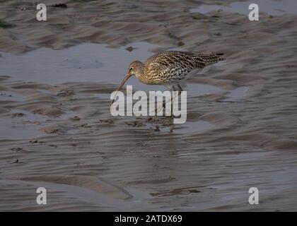 Curlew, Numenius arquata, am Strand, Morecambe Bay Stockfoto