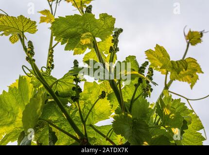 Nahaufnahme von sich entwickelnden Blütenständen auf der Weinrebe (Vitis vinifera) im Frühjahr. Junge Knospen der Weinrebe. Trentino-Südtirol, Norditalien. Stockfoto