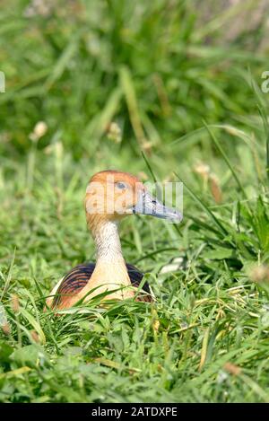 Closeup Fulvous Whistling Duck oder Fulvous Tree Duck (Dendrocygna bicolor) auf Gras liegend Stockfoto