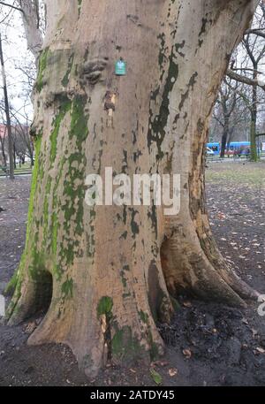 Krakauer. Krakow. Polen. Baumstamm der Ebene. Stockfoto