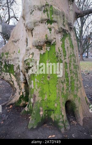 Krakauer. Krakow. Polen. Baumstamm der Ebene. Stockfoto
