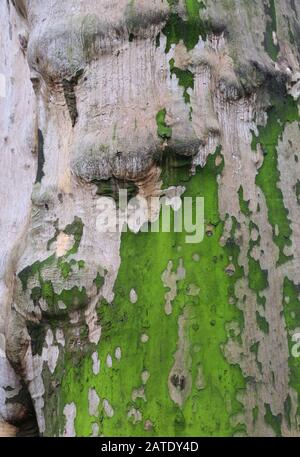Krakauer. Krakow. Polen. Baumrinde der Ebene. Texturhintergrund. Stockfoto