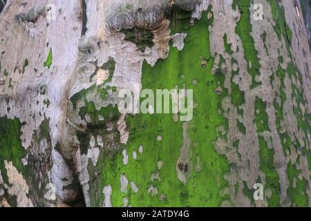 Krakauer. Krakow. Polen. Baumrinde der Ebene. Texturhintergrund. Stockfoto