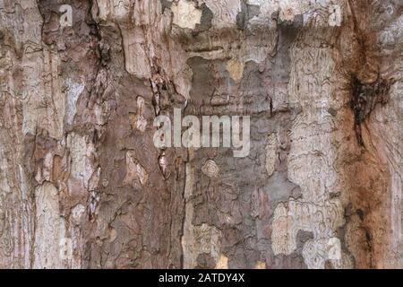 Krakauer. Krakow. Polen. Baumrinde der Ebene. Texturhintergrund. Stockfoto