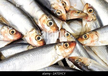 Frische europäische Fischspritzen Meeresfrüchte Hintergrund Stockfoto
