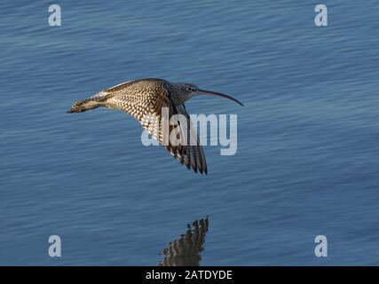 Curlew, Numenius arquata, im Flug über Wasser Stockfoto