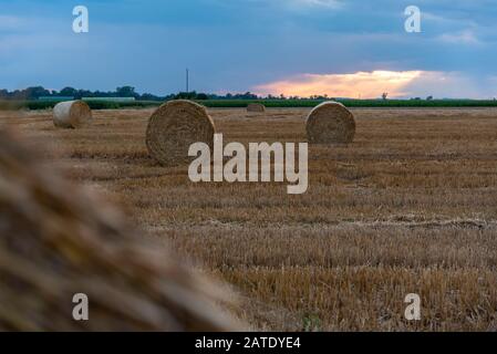 Ales in einem geernteten Maisfeld bei Sonnenuntergang, slowenien. Schöne Landschaft Mit Goldenem Stundenhay Ballen Bei Sonnenuntergang Stockfoto