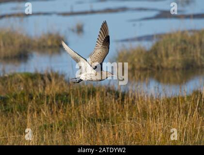 Curlew, Numenius arquata, im Flug, über Salzmarschen, Morecambe Bay Stockfoto