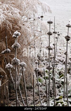 Phlomis russelayana und Miscanthus sinensis mit Schnee bedeckt im Wintergarten Stockfoto