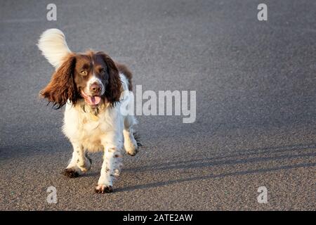 Der junge springerspaniel läuft auf einem Weg. Leerzeichen für Text. Stockfoto