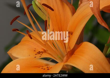 Nahaufnahme eines Orange daylily Stockfoto