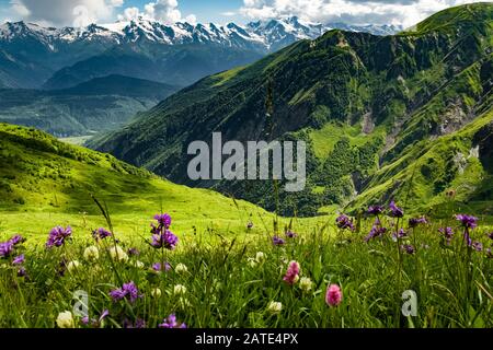 Grüne Wiese voller blühender Wildblumen in Georgien mit Blick auf das Kaukasusgebirge Stockfoto