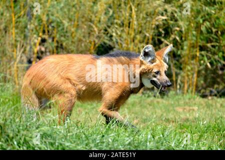 Maned Wolf (Chrysocyon brachyurus), der im Gras spaziert und vom Profil aus gesehen wird, den offenen Mund Stockfoto