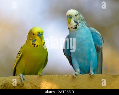 Zwei Budgerigare (Melopsittacus undulatus) thronten und von vorne gesehen Stockfoto