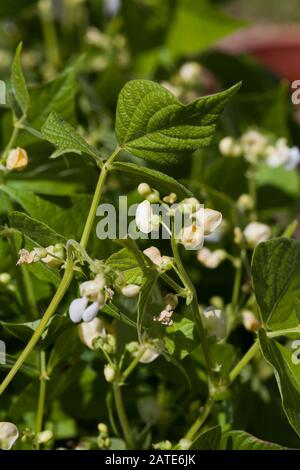 Die PEA blüht im Garten Stockfoto