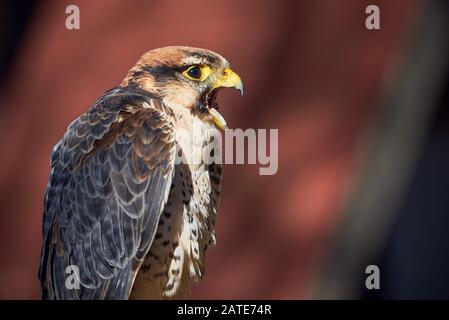 Lanner Falcon closeup (Falco biarmicus) Stockfoto