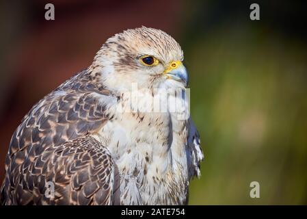 Saker Falcon closeup (Falco cherrug) Stockfoto