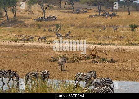 Zebras, die während der Hitze des Tages zum Fluss Tarangire kommen, auf der Suche nach Wasser Stockfoto