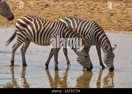 Zebras, die während der Hitze des Tages zum Fluss Tarangire kommen, auf der Suche nach Wasser Stockfoto