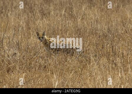 Ein Serval, der durch hohes Gras im Ngorongoro-Krater, Tansania, schlendern kann Stockfoto