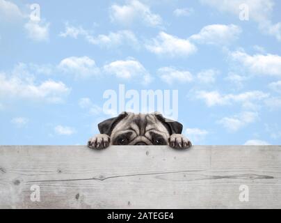 Süßer schüchterner Peekaboo Pug Welpen Hund Pfirsich, mit Pfoten auf Holzzaunbanner, mit blauem Himmel Hintergrund Stockfoto