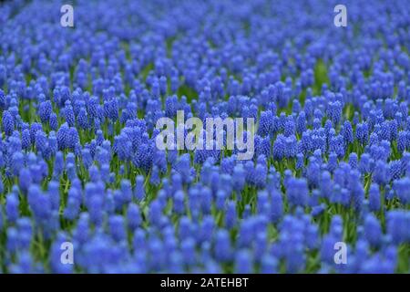 Blauer Muscari-Federteppich Keukenhof, Holland-Hintergrund Stockfoto