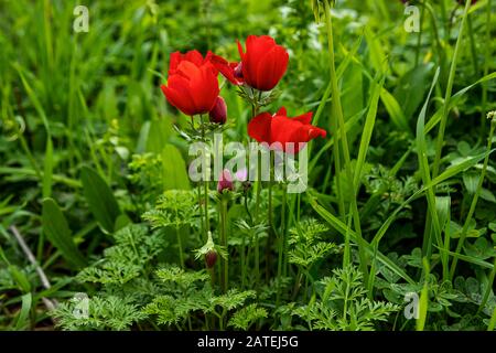 Rote natürliche Anemonen Coronaria blühen in grünem Gras Stockfoto