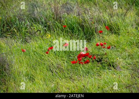 Rote Anemonen Coronaria blühen in grünem Gras Stockfoto