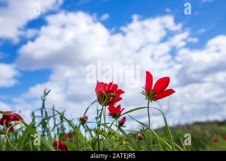 Rote natürliche Anemonen Coronaria blühen im grünen Gras gegen den blauen Himmel mit Wolken Stockfoto