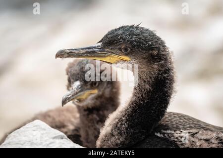 Nahaufnahme eines Paares von Shag (Phalacrocorx aristolelis) Küken, die am Nest warten, bis der Elternteil sie auf Staple Island, Farnes, zurückbringt Stockfoto