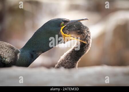 Ein Schag (Phalacrocorax aristotelis) Küken auf dem Nest ernährt sich vom Schluck des Elternhalses an den Klippen auf Staple Island, Farne, Northumberland Stockfoto