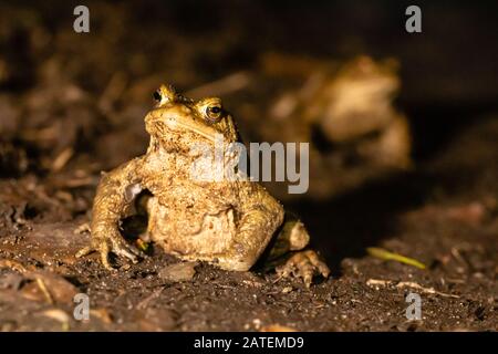 Männliche Kröte (Bufo bufo), die in der nächtlichen Wanderung auf den Brutplatz bei West Stow in Suffolk auf einem Weg verfolgt werden Stockfoto