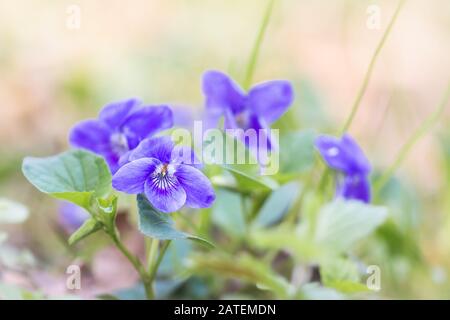 Violette Hunde-Veilchen (Viola riviniana), die in Wayland Wood in Norfolk wachsen, auf diesem Makrofoto Stockfoto