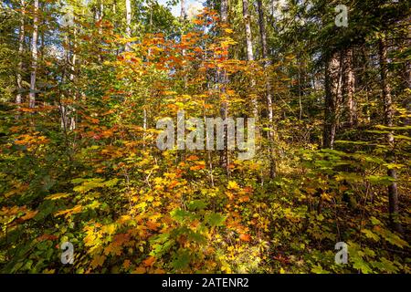 Ahornbäume im Herbst Farben Stockfoto