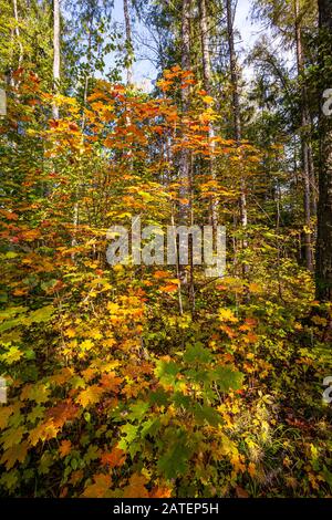 Ahornbäume im Herbst Farben Stockfoto