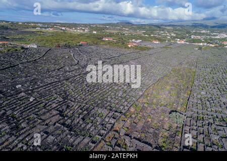 Luftaufnahme des Weinguts auf Pico Island, Pico Island, Acores Stockfoto