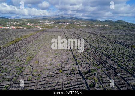 Luftaufnahme des Weinguts auf Pico Island, Pico Island, Acores Stockfoto