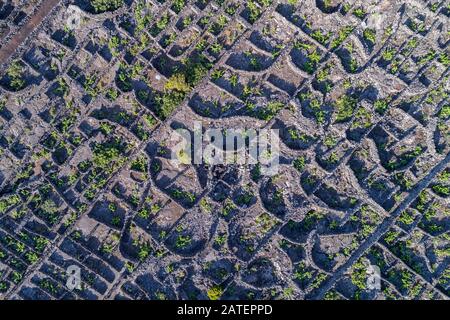 Luftaufnahme des Weinguts auf Pico Island, Pico Island, Acores Stockfoto