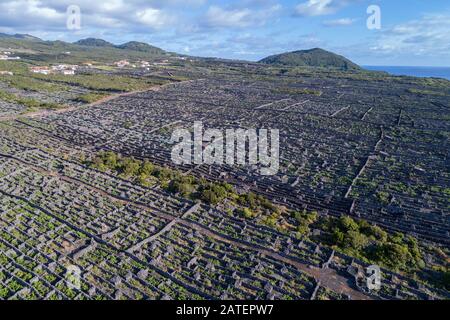 Luftaufnahme des Weinguts auf Pico Island, Pico Island, Acores Stockfoto